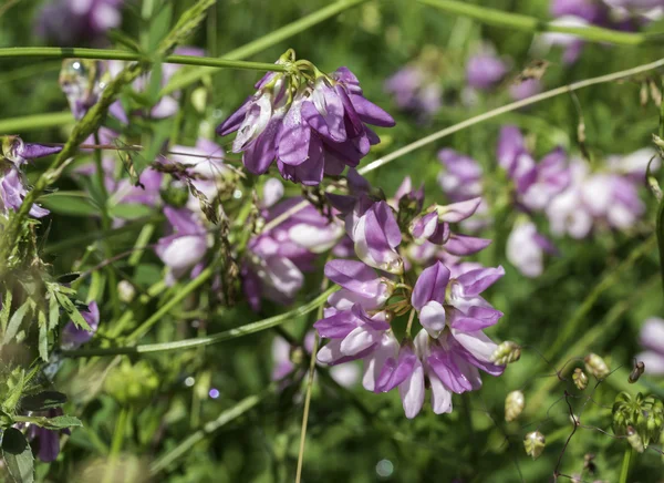 Coronila varia w ogrodzie botanicznym — Zdjęcie stockowe