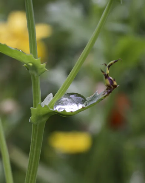 Waterdrop in green nature — Stock Photo, Image