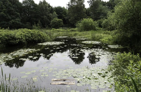 Ботанический сад в рукфене Голландии с прудом и водяной лилией — стоковое фото