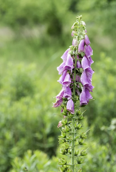 Fiore digitale su sfondo verde — Foto Stock