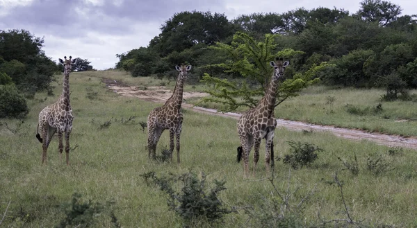 Giraffe in Südafrika — Stockfoto