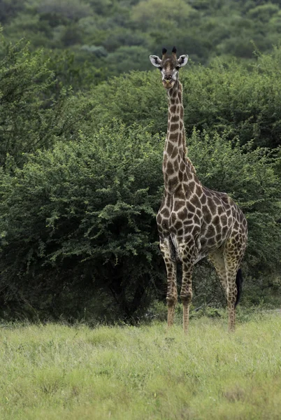 Żyrafa podczas safari w Afryce Południowej — Zdjęcie stockowe