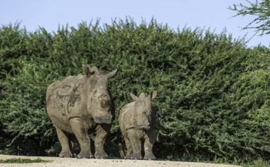 youn bebek ile siyah gergedan