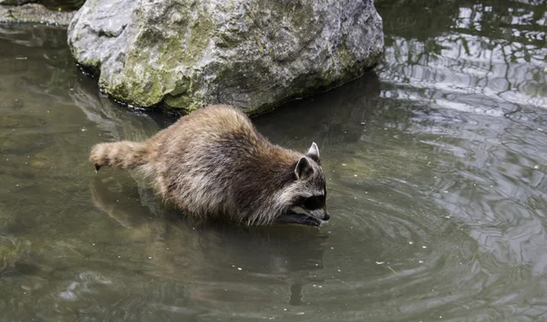 アライグマが捜して水の食品 — ストック写真