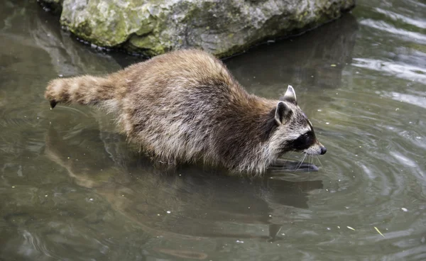 アライグマが捜して水の食品 — ストック写真