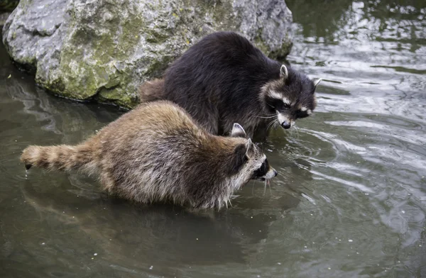 一緒に水で遊ぶ 2 つのアライグマ — ストック写真