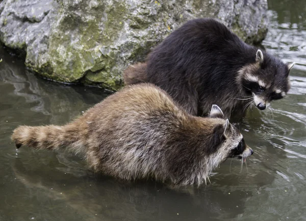 一緒に水で遊ぶ 2 つのアライグマ — ストック写真