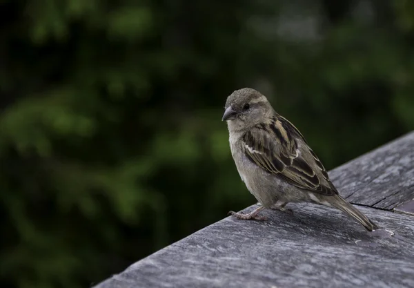 Passer domesticus fågel i Holland — Stockfoto