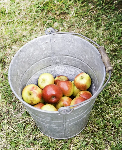 Gamla zink hink med glänsande röda äpplen — Stockfoto