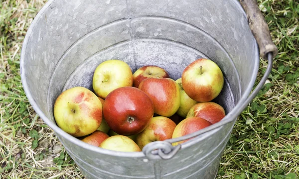 Gamla zink hink med glänsande röda äpplen — Stockfoto