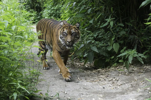 Walking Sumatran tiger — Stock Photo, Image
