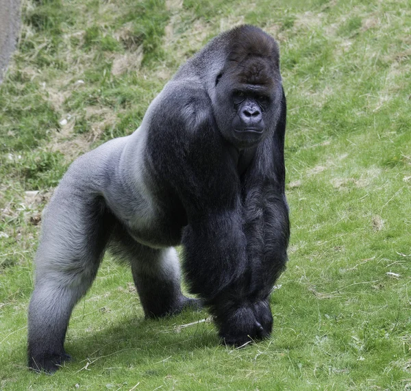 Grote gorilla tonen van zijn macht — Stockfoto