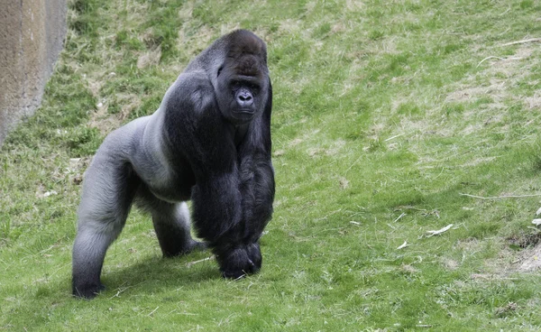 Grande gorilla mostrando il suo potere — Foto Stock