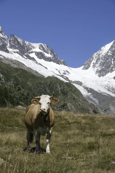 Cows in the Switzerland mountains — Stock Photo, Image