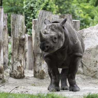  black rhino in blijdorp zoo rotterdam clipart