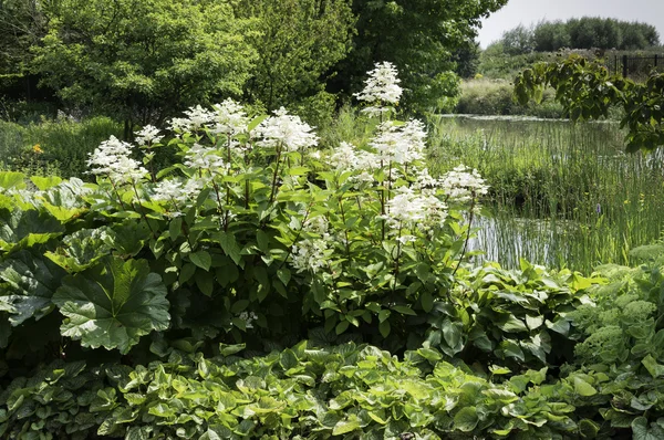 Jardín salvaje con flores blancas —  Fotos de Stock