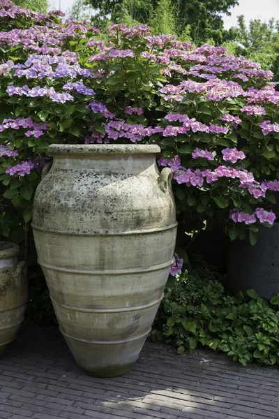 Grote vazen met hydrangea hortensia achtergrond — Stockfoto