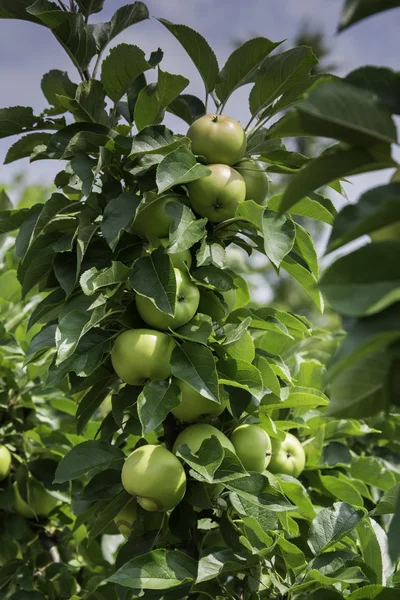 Manzanas verdes en el árbol en Holanda —  Fotos de Stock