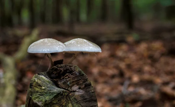 Oudemansiella mucida fungus in the forest — Stock Photo, Image
