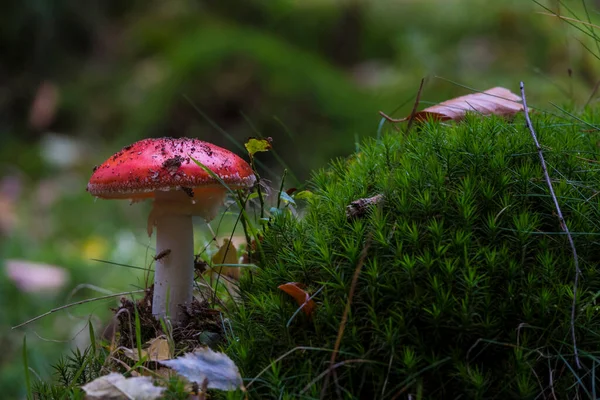 Amanita muscaria Pilz im Wald — Stockfoto