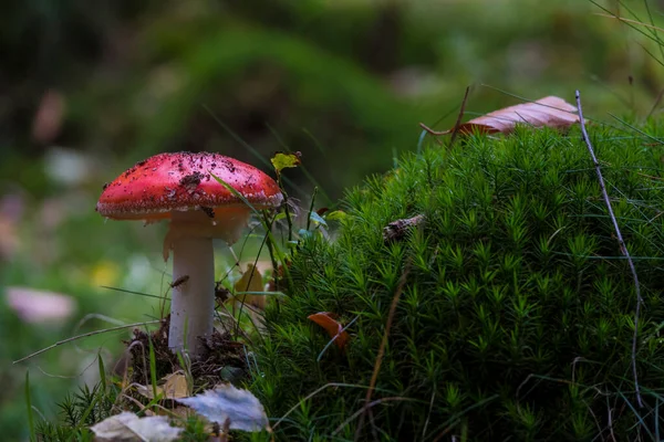 Champignon Amanita muscaria dans la forêt — Photo