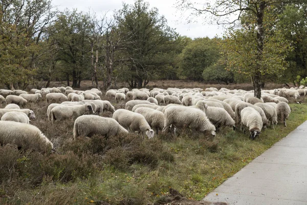 Stádo ovcí pasoucích se na veluwe — Stock fotografie