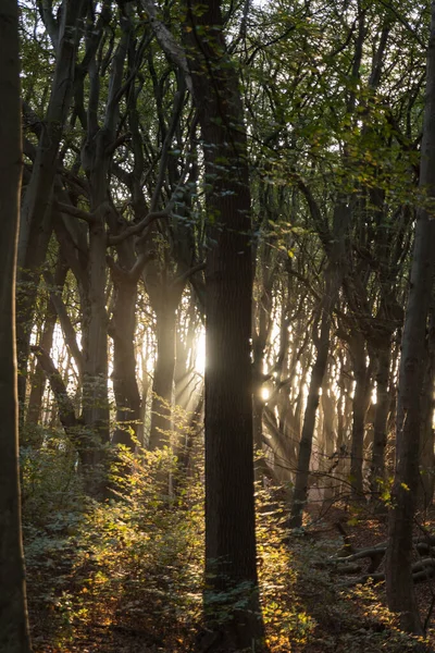Luz en el bosque — Foto de Stock