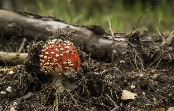 Amanita muscaria houba v lese — Stock fotografie