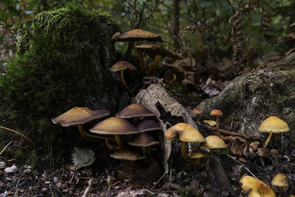 Skupina hub v lese během podzimu — Stock fotografie