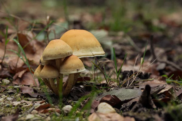 Pilzgruppe im Herbst im Wald — Stockfoto