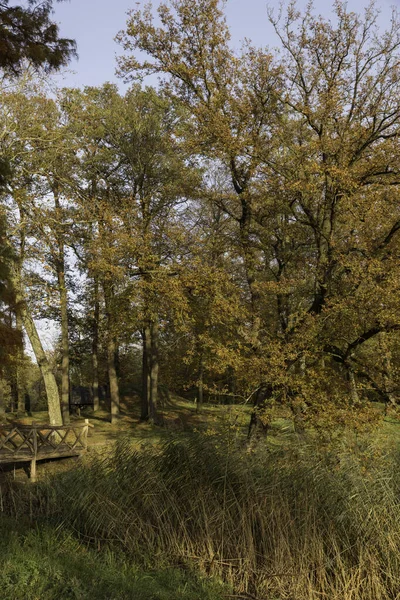 Autum skov med røde brune og gyldne farver - Stock-foto