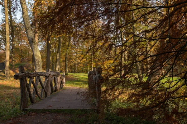 Bosque autum con rojo marrón y colores dorados — Foto de Stock