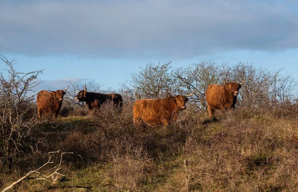 Highland cattle in the dunes in holland — Stock Photo, Image