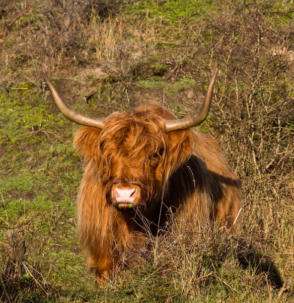 Hollanda 'daki kum tepelerindeki İskoçya sığırları — Stok fotoğraf