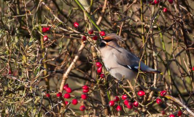 Waxwing, Hollanda 'da Bombycilla garrulus kuşu