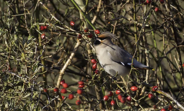 Depilação, Bombycilla garrulus bird in Holland — Fotografia de Stock