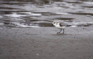 stilt walker veya calidris alba bird
