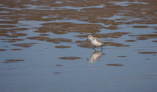 Ходунки или птички calidris alba — стоковое фото