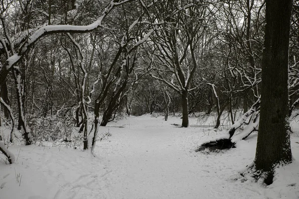 Зима в лесу в Голландии — стоковое фото