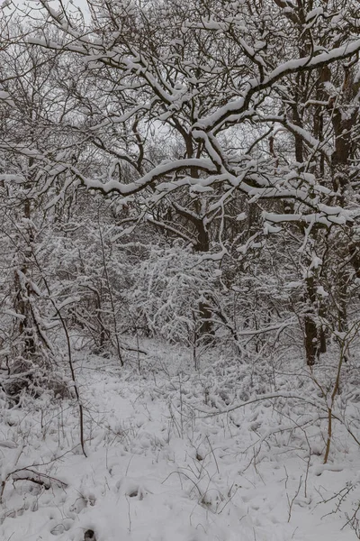 Снег зимой в лесу в Голландии — стоковое фото