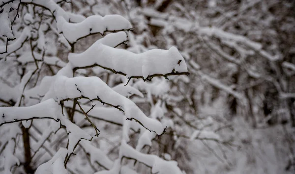 Подробности снега зимой в лесу в Голландии — стоковое фото