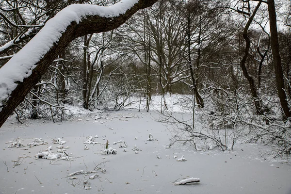 Stagno ghiacciato in inverno nella foresta in Olanda — Foto Stock