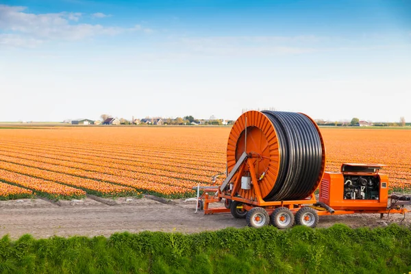 ornage tlip fiels with irrigation system