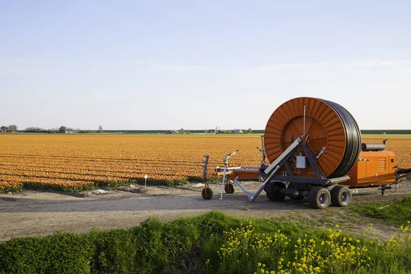 ornage tlip fiels with irrigation system