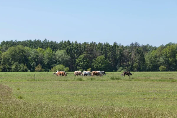 A group of cows in holland — стоковое фото