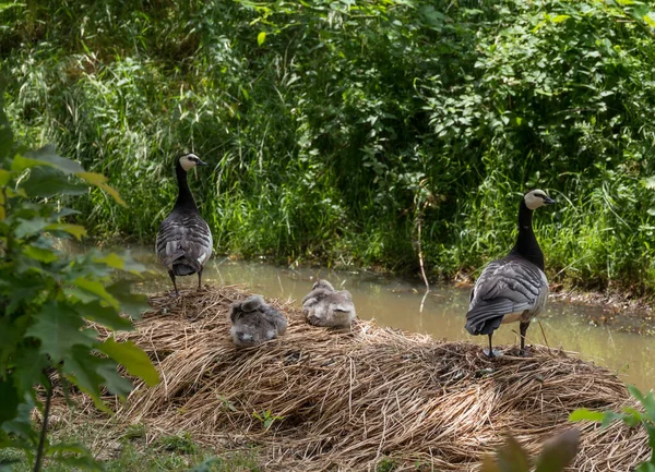 A nest with young geese — Stock Photo, Image