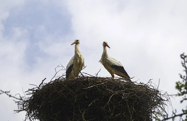 Ein Nest mit Storchenpaar — Stockfoto