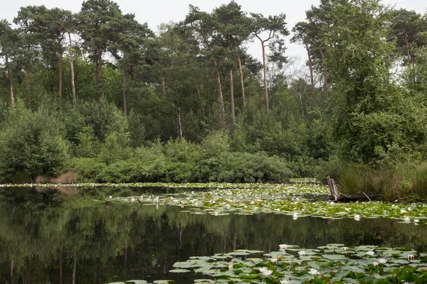 Jezero s lekníny v podzemí — Stock fotografie