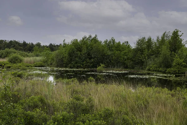 Un étang avec des arbres autour et ciel nuageux — Photo