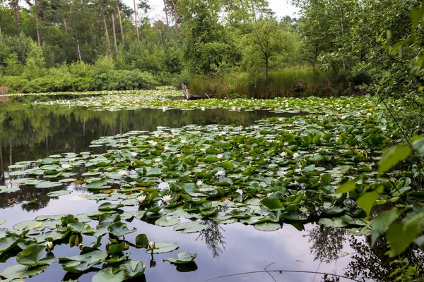 Rybník se stromy kolem a modrou oblohou — Stock fotografie